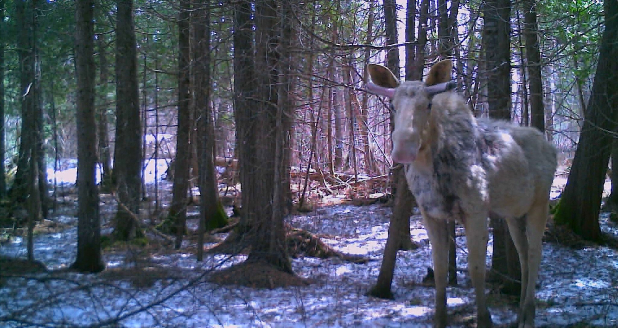 Photographer Captures Rare 'Spirit Moose' On Trail Camera | PetaPixel