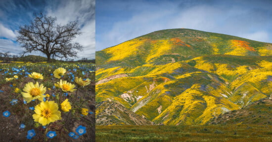Photographing a superbloom