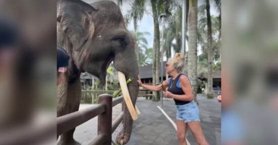 Beth Bogar strokes an elephant