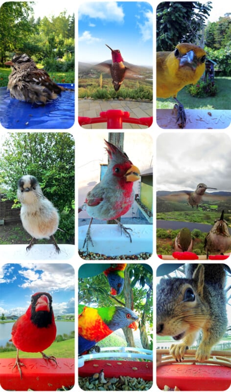 Bird Buddy AI Smart Bird Bath captures candid moments of birds