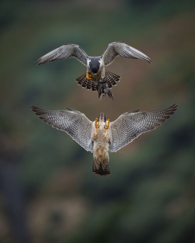 Photographer Captures Mid Air Food Delivery Between Falcons