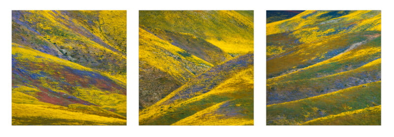 California Wildflower Photography Techniques, Superbloom 2023