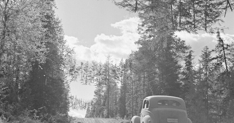 Floating trees in Finland