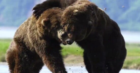 grizzly bears fight