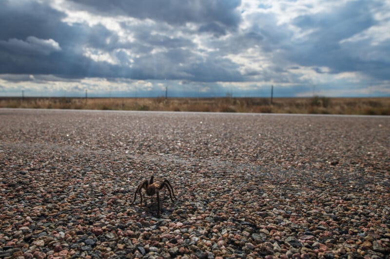 Tarantula Migration