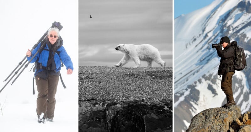 Nature award for polar bear photo shows that images of these magnificent  creatures still have the power to move people