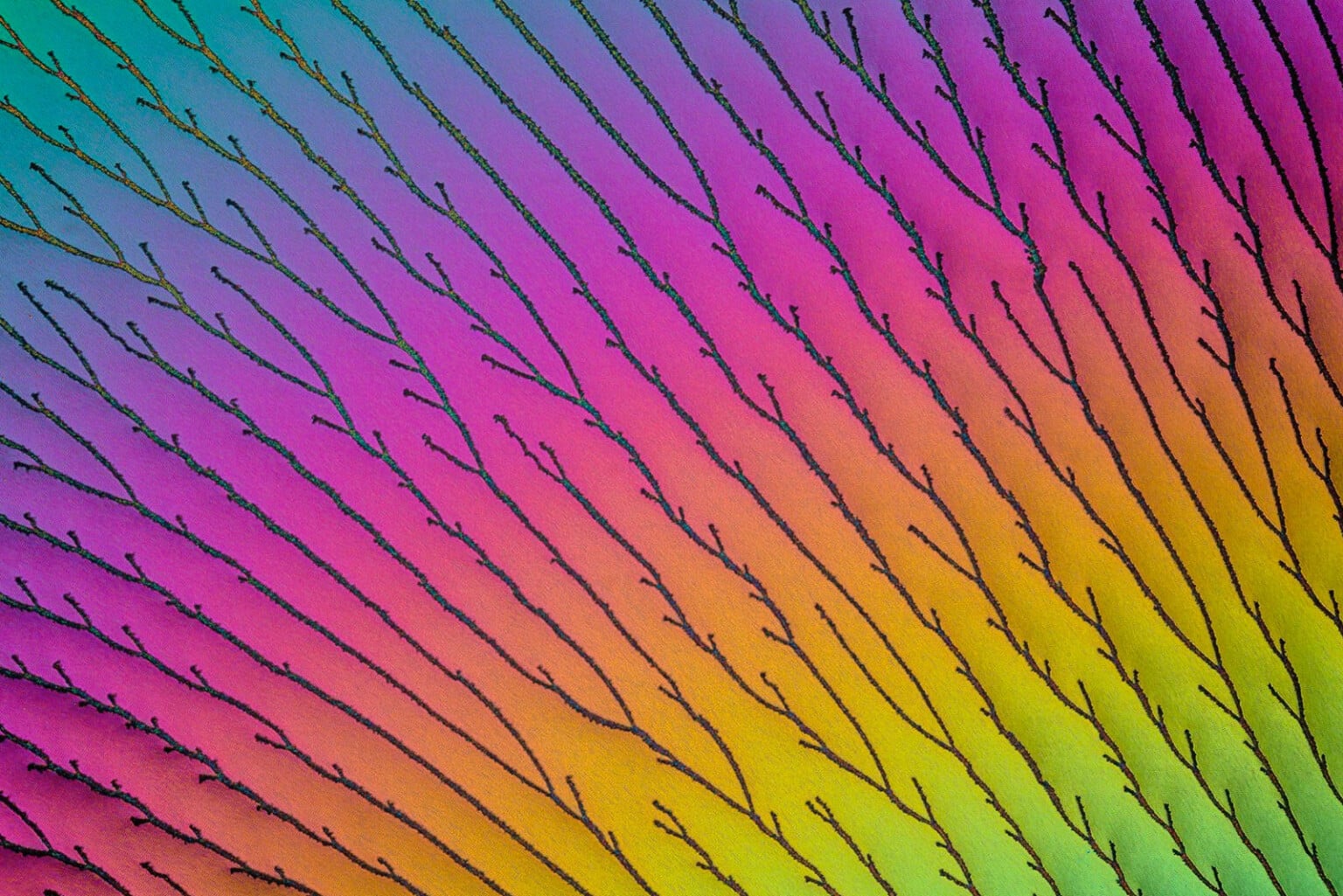ReFocus Awards Color Photography Contest Showcases Chromatic Beauty ...