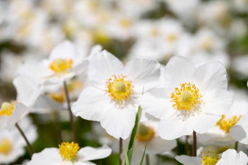 Nikon Z8 Field of Flowers