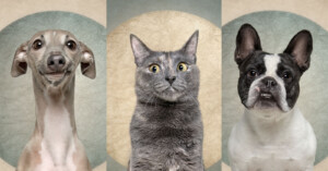 Expressive pet portraits