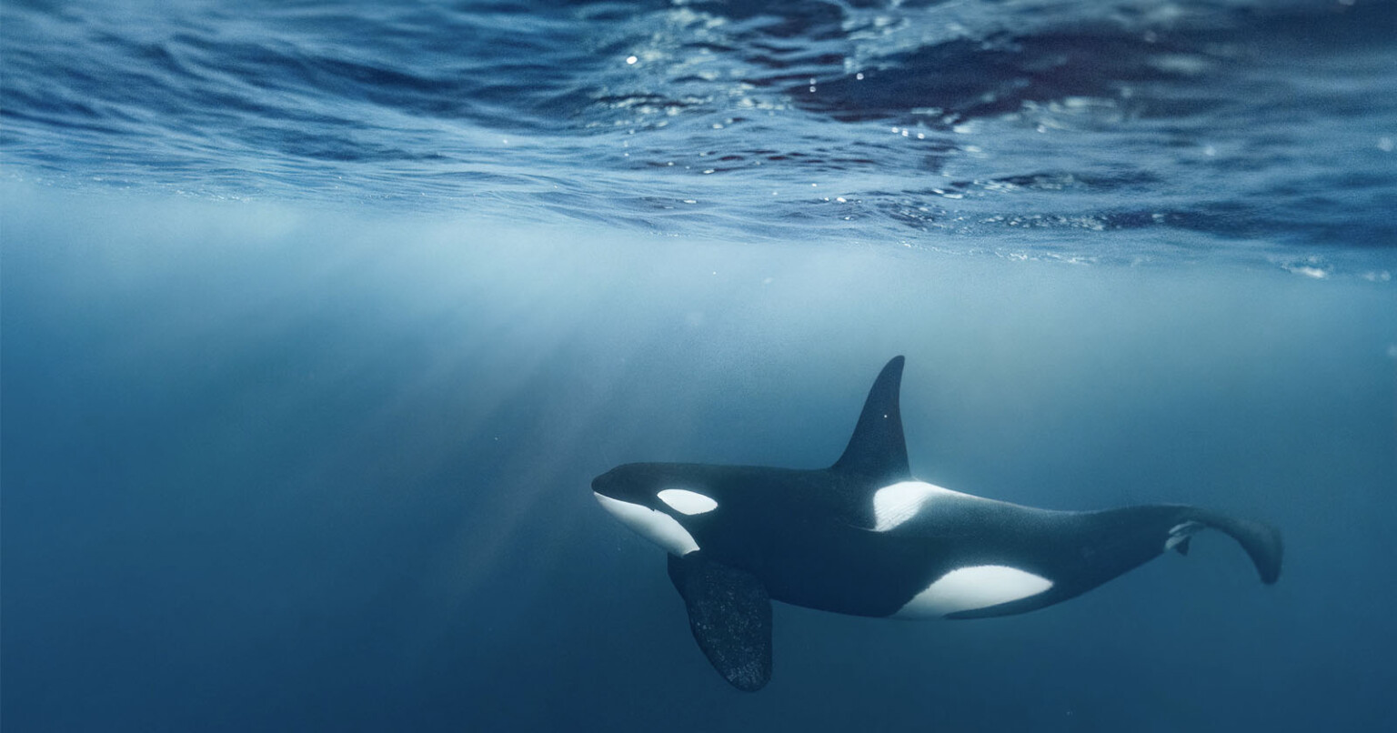 Photographer Captures Ultra-Rare White Orca Off the Coast of Japan ...