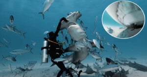 Filming with hammerhead sharks