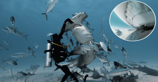 Filming with hammerhead sharks