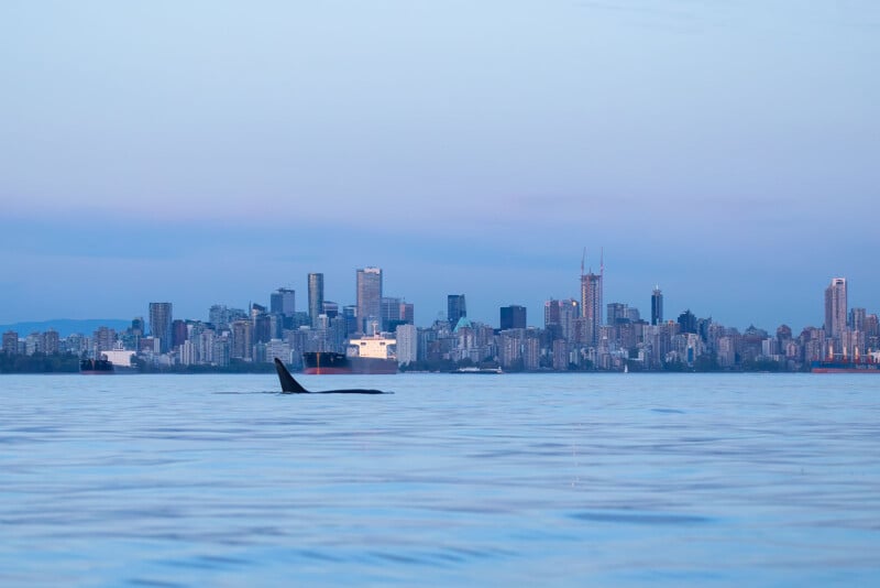 Orca swimming in front of the Vancouver skyline