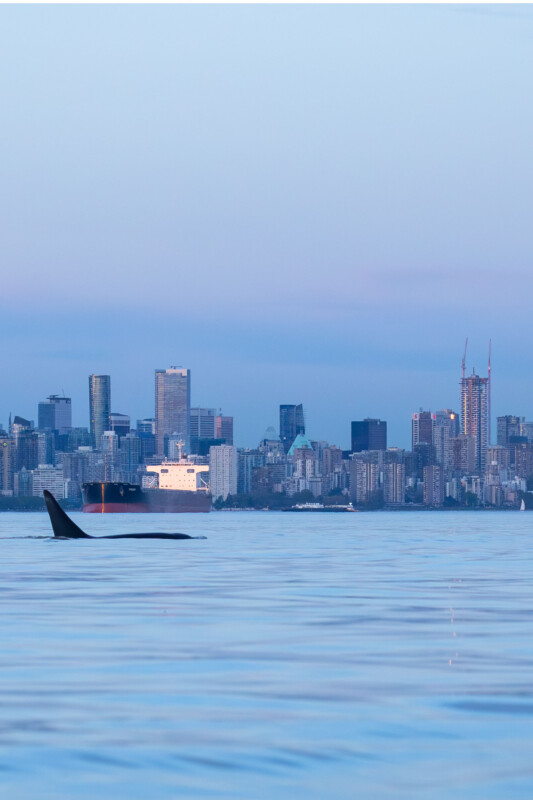 Orca swimming in front of the Vancouver skyline