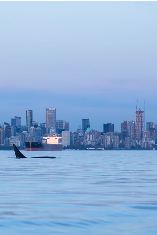 Orque nageant devant la ligne d'horizon de Vancouver