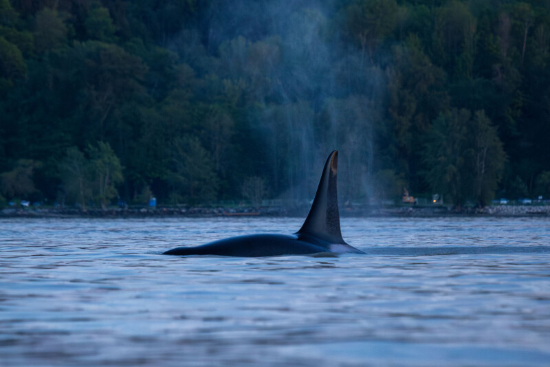 Adult male orca