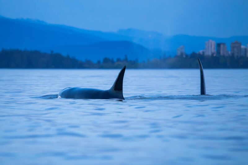 Orcas swimming