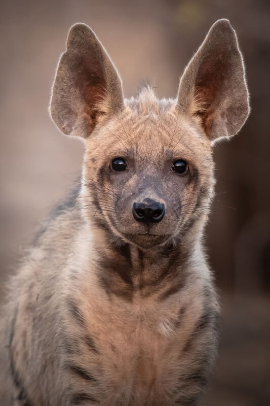 Striped hyena in India