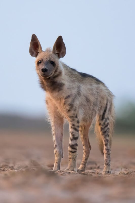Striped hyena in India