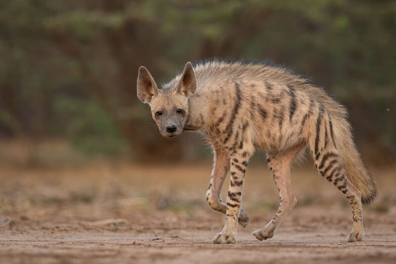 Striped hyena in India