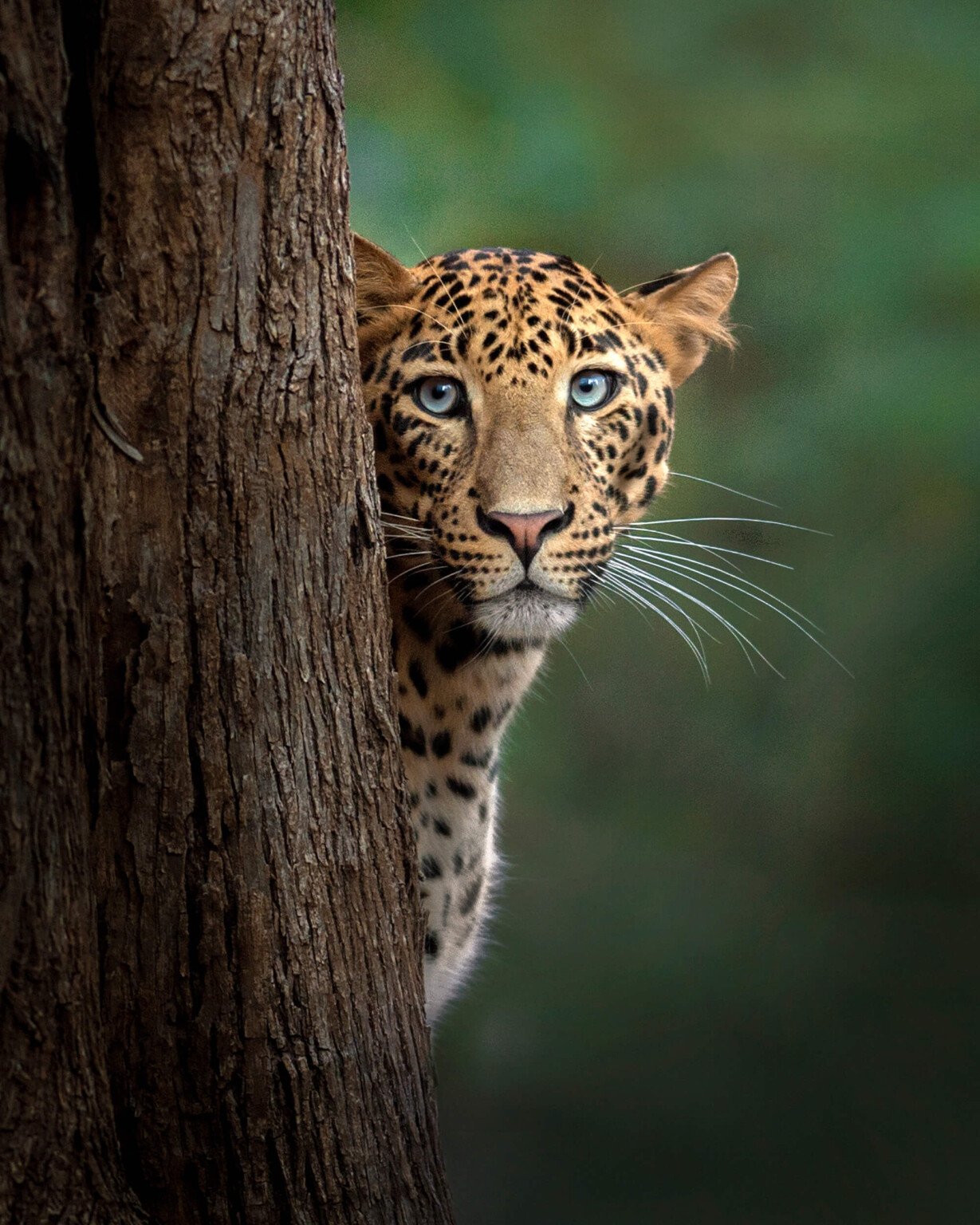 The Moment Animals Lock Eyes With a Photographer | PetaPixel