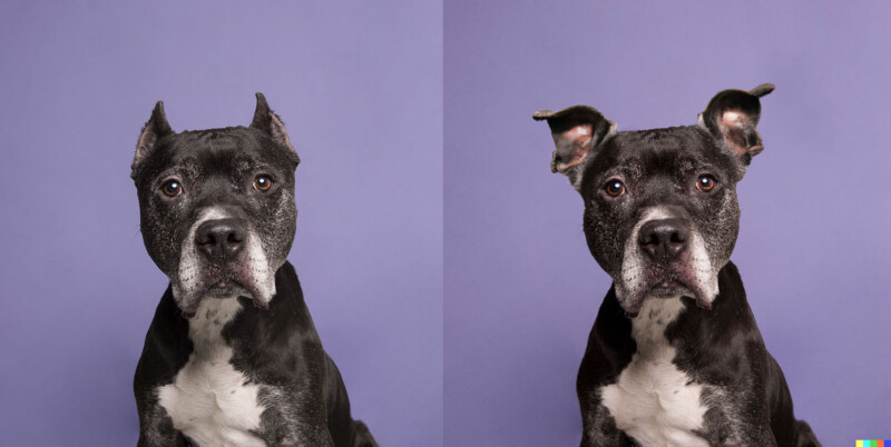 Photographer Gives Rescue Dogs Their Ears Back With the Help of AI ...