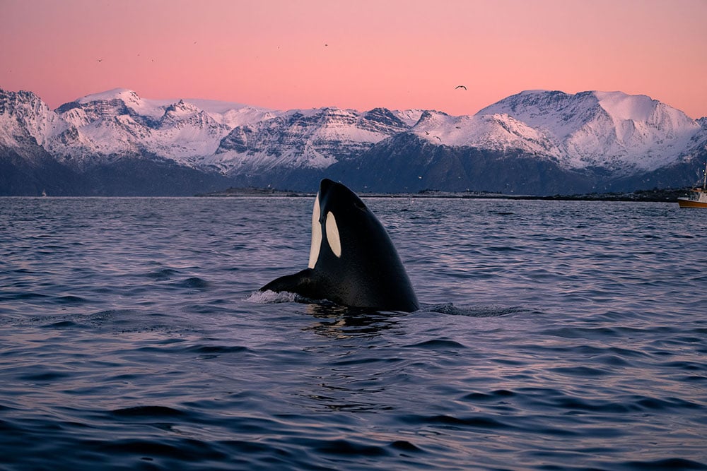 Photographer Free Dives With Orcas And Captures Incredible Photos ...