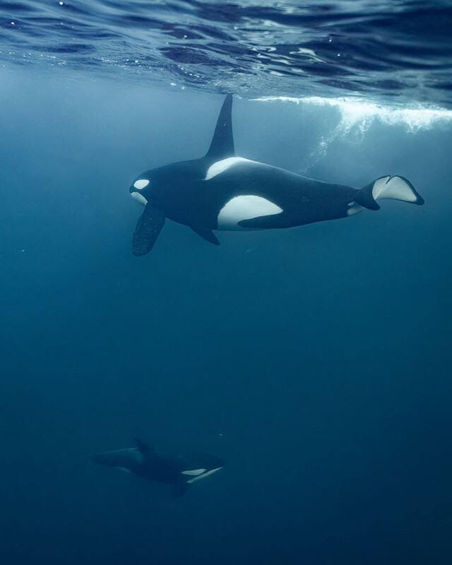 orcas underwater