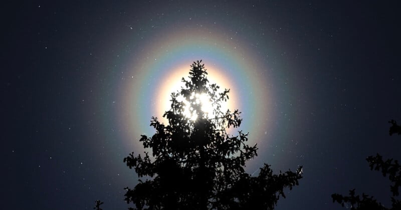 pollen corona