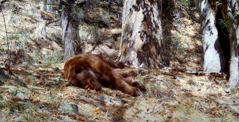 Bear asleep in the woods