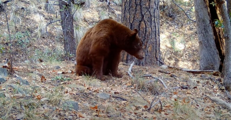 Ours dans les bois
