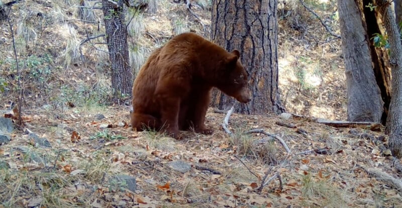 Bear in the woods