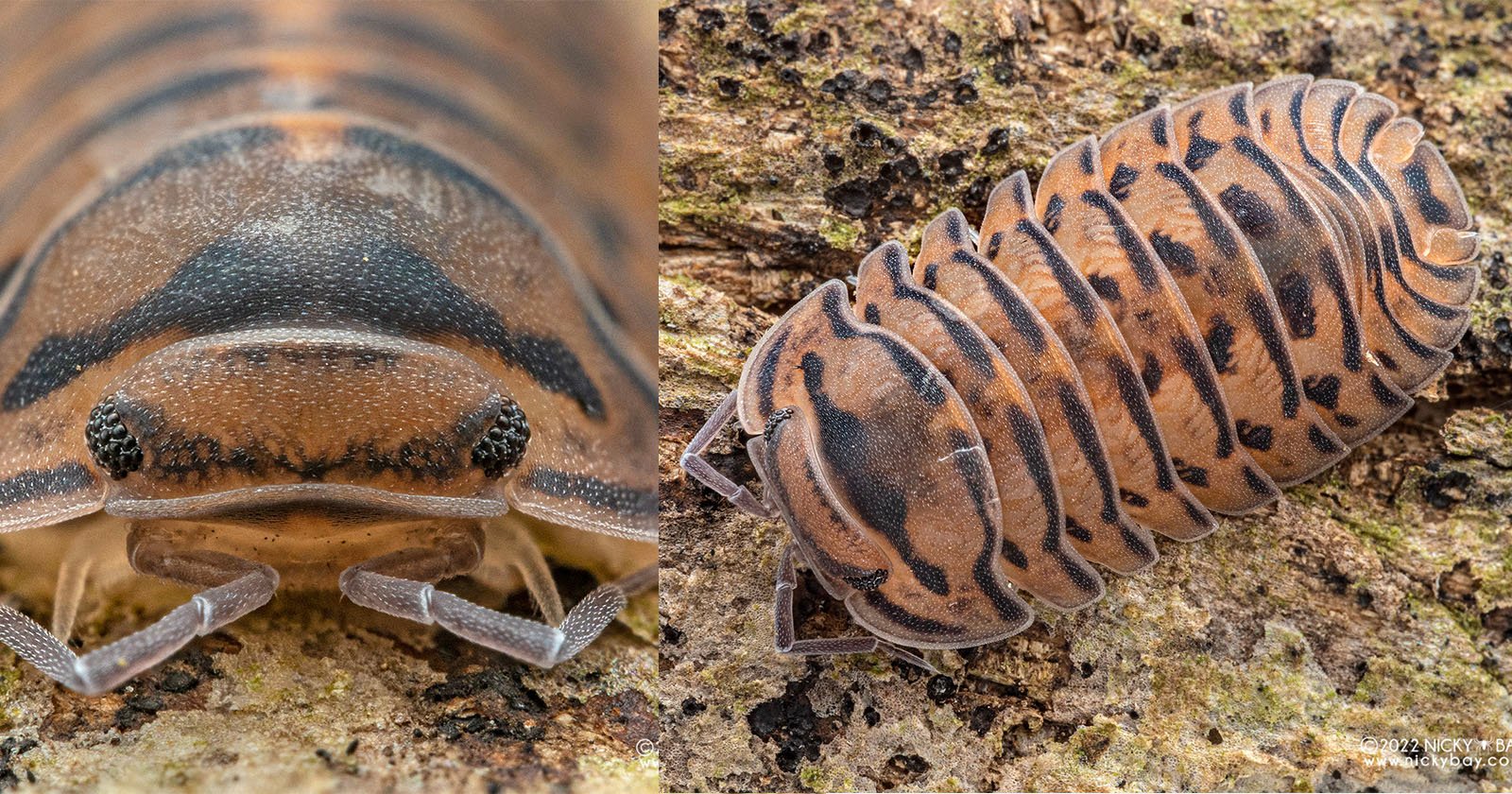 Singapore Tiger