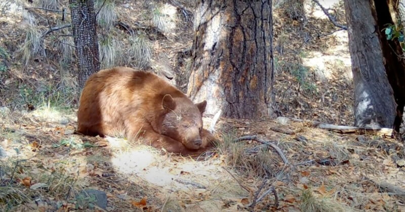 A bear asleep in the woods