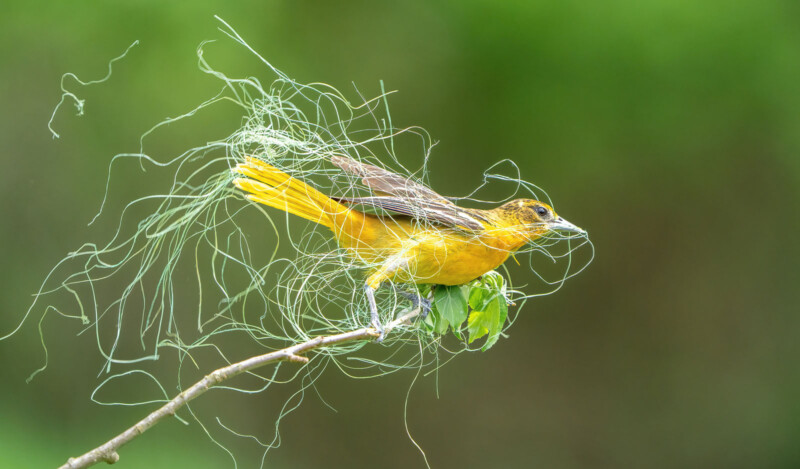 National Audubon Society Photography Awards 2023