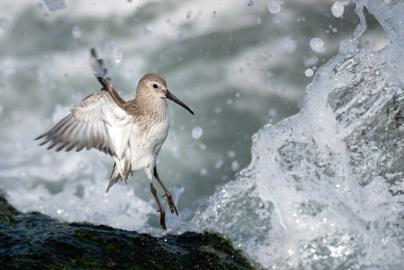 National Audubon Society Photography Awards 2023