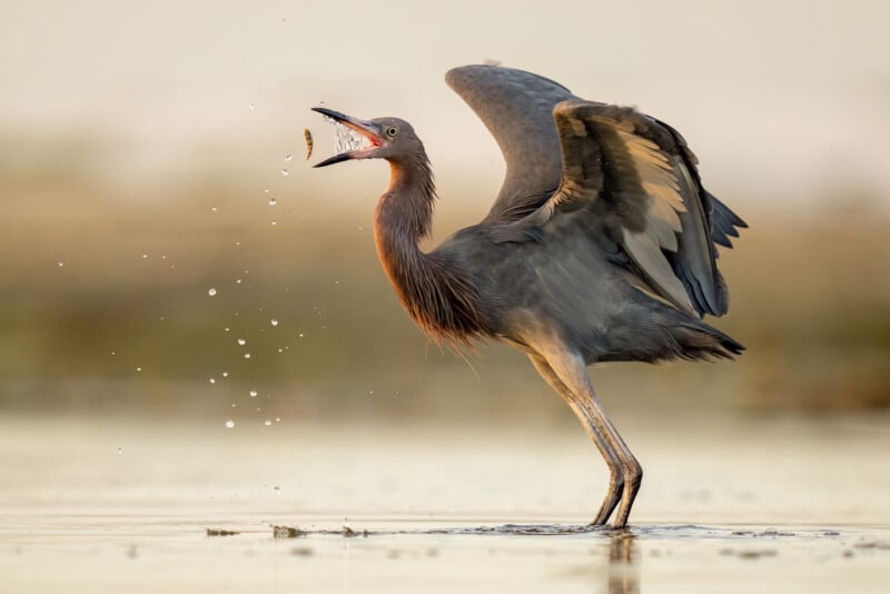 National Audubon Society Photography Awards 2023