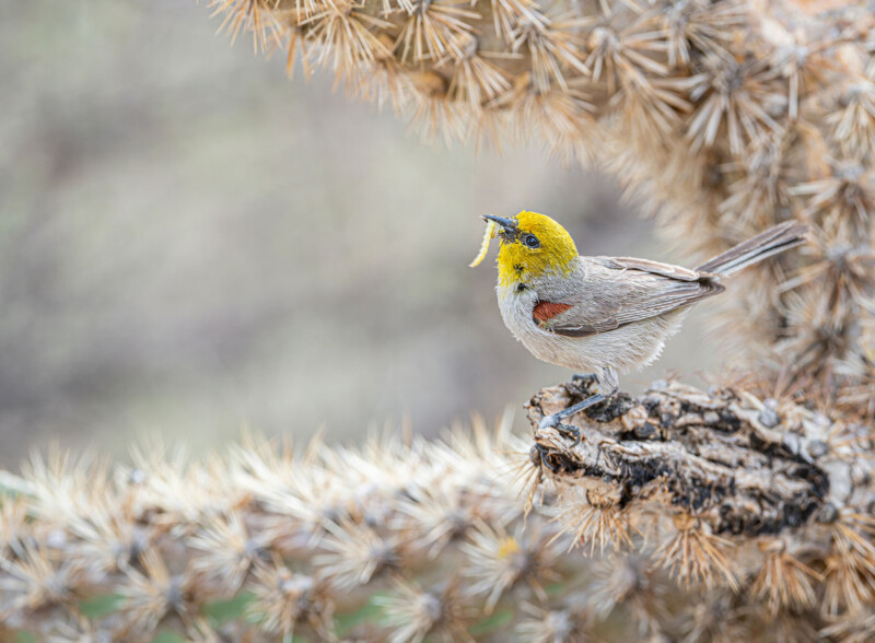 National Audubon Society Photography Awards 2023