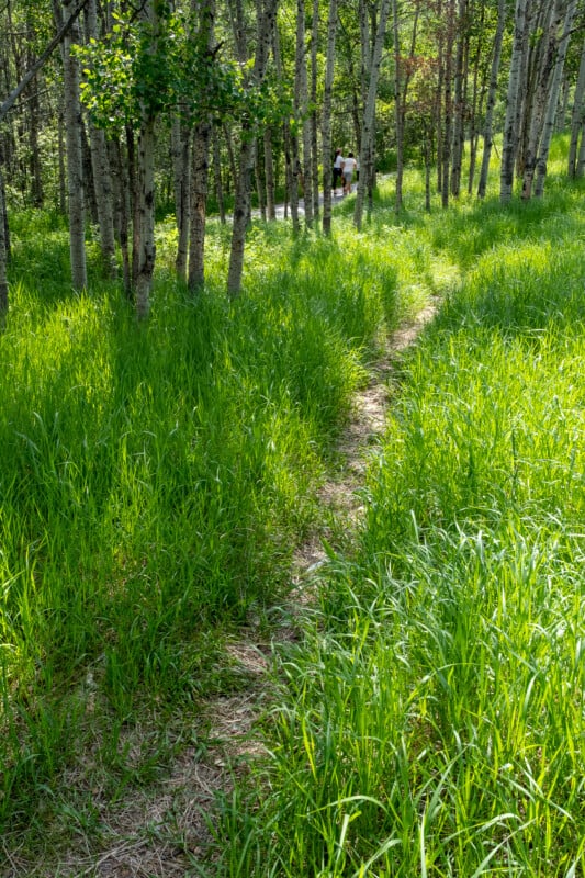 Tamron 11-20 f/2.8 grassy pathway