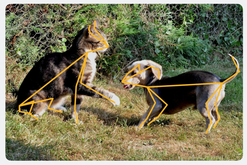 Apple Vision updates with Animal Tracking API
