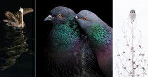 National Audubon Society Photography Awards 2023