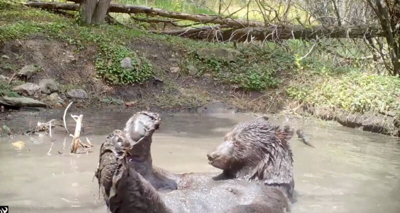 bear in bath