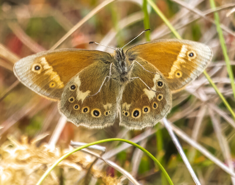 Large heath butterfly in flight
