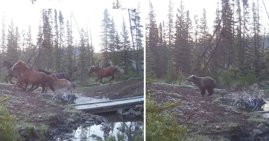 Grizzly bear chases down horses