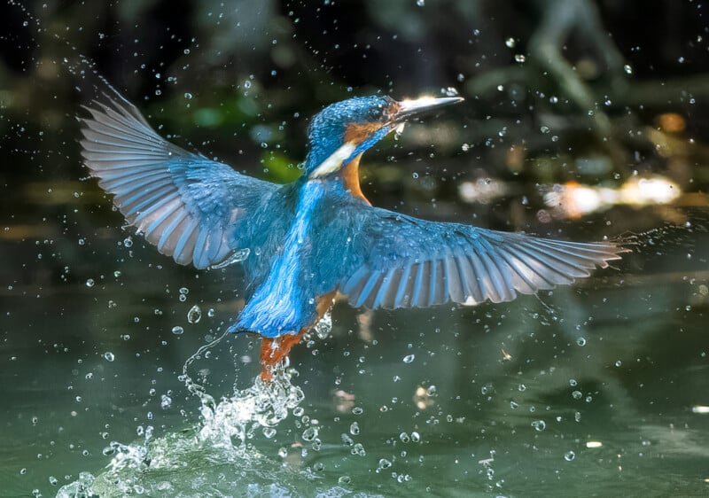 Kingfisher emerges from the water