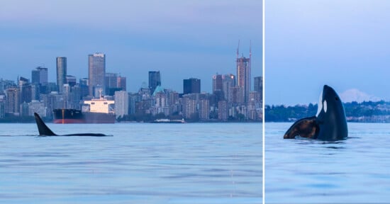 Orcas swimming near Vancouver