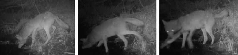Images d'un loup sans collier tendant une embuscade à un poisson d'eau douce.  Les images proviennent d'une vidéo d'une caméra à distance enregistrée à Irwin Creek dans le nord du Minnesota en mai 2018.