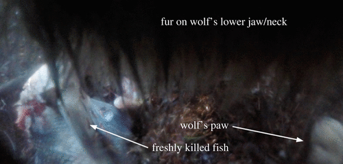 An image taken from camera collar footage of wolf V089 eating a freshly killed fish in May 2020.
