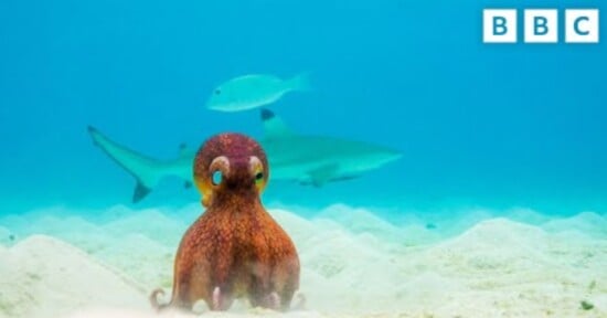 Spy octopus camera gets hug from real octopus in BBC wildlife documentary Spy in the ocean