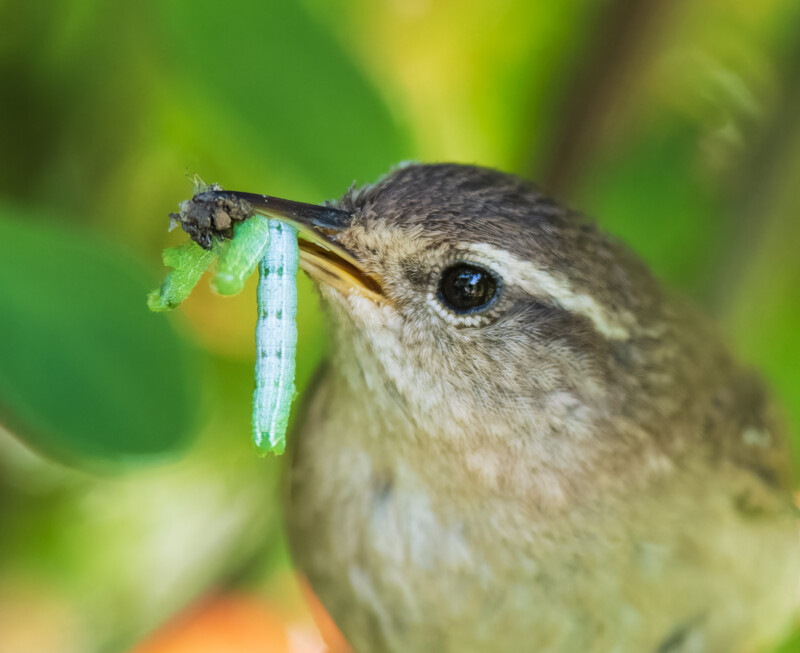 Wren with meal
